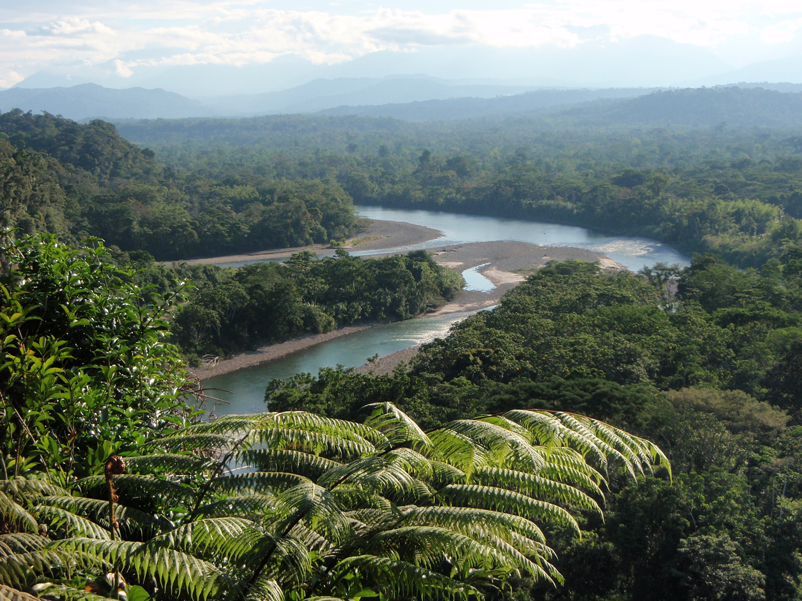 Джунгли бразилии. Бразилия тропические леса Сельва. Тропические леса амазонки в Бразилии. Тропические леса амазонки, Южная Америка. Сельва амазонки Бразилия.